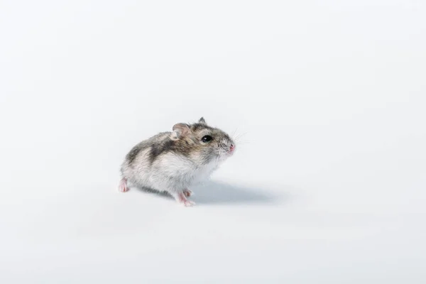 Adorable grey fluffy hamster on grey background with copy space — Stock Photo