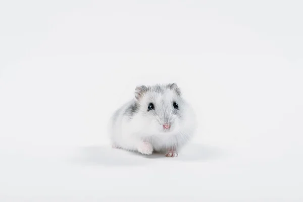 Funny fluffy hamster looking at camera on grey background with copy space — Stock Photo