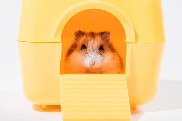 Adorable hamster drôle assis dans la maison jaune pour animaux de compagnie et regardant la caméra sur gris — Photo de stock