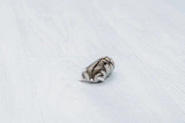 Adorável hamster engraçado no fundo de madeira cinza com espaço de cópia — Fotografia de Stock