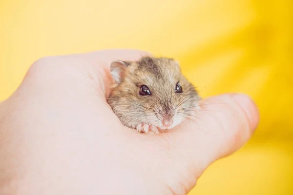 Cropped view of man holding adorable fluffy hamster on yellow — Stock Photo