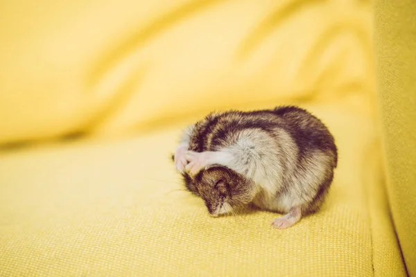 Adorable grey fluffy hamster washing himself on yellow surface — Stock Photo