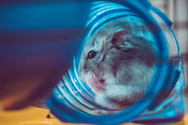 Селективный фокус милого хомячка, сидящего в голубом пластиковом туннеле — стоковое фото