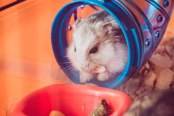 Смішний хом'ячок їсть горіх, сидячи в синьому пластиковому тунелі — стокове фото
