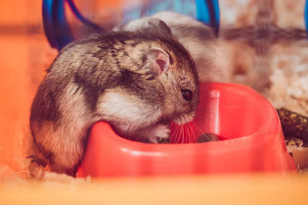 Selective focus of cute hamster eating from orange plastic bowl — Stock Photo