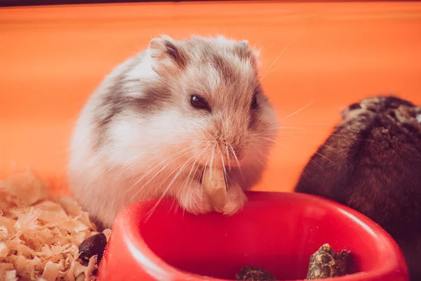 Entzückender flauschiger Hamster isst Nuss in der Nähe orangefarbener Plastikschale — Stockfoto