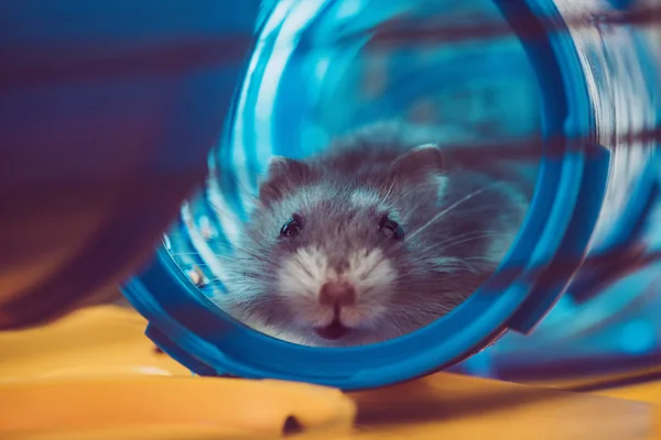 Foco seletivo de hamster bonito sentado em túnel de plástico azul — Fotografia de Stock