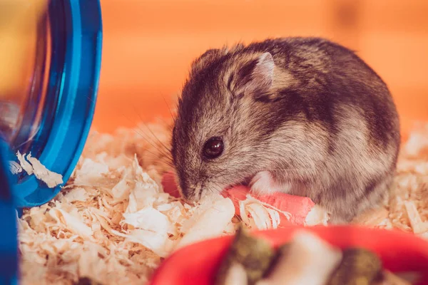 Selective focus of adorable grey hamster sitting in wooden filings — Stock Photo