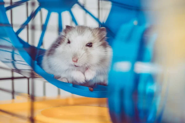 Selective focus of cute furry hamster sitting in blue plastic wheel — Stock Photo