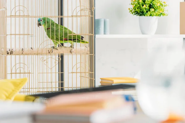 Selective focus of green parrot sitting in bird cage near shelf with flowerpot — Stock Photo