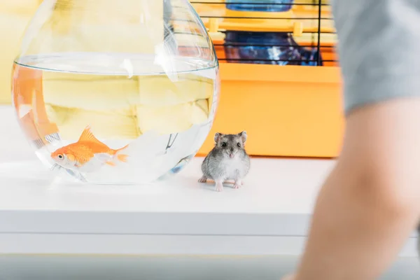 Foco seletivo de hamster de fúria engraçado e aquário com peixe dourado na mesa branca — Fotografia de Stock