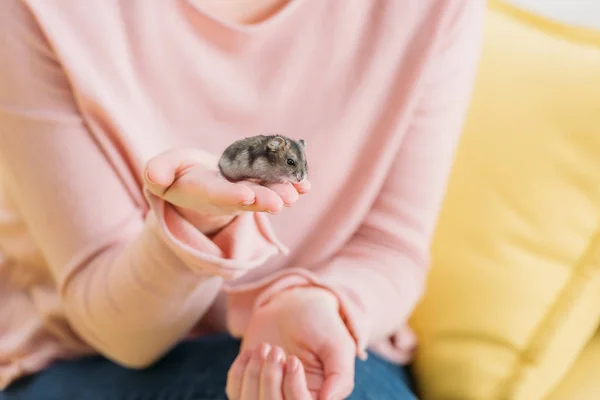 Vista recortada de la mujer con adorable hámster divertido sentado en la mano - foto de stock