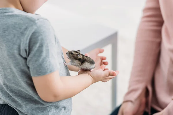 Vue partielle du garçon tenant adorable hamster pelucheux entendre mère — Photo de stock