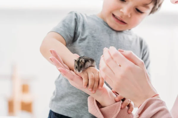 Cropped view of woman with adorable son holding cute fluffy hamster — Stock Photo