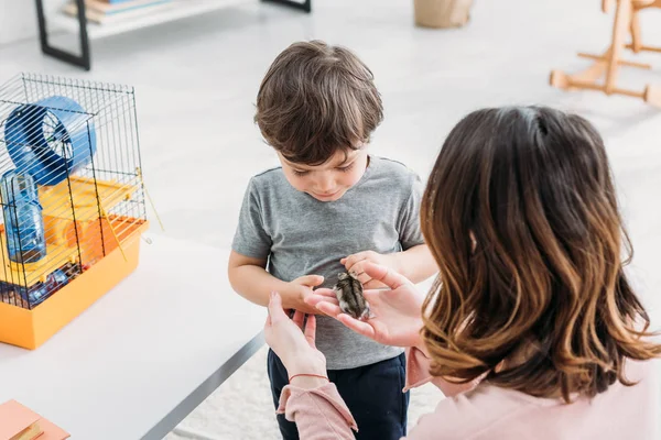 Vista trasera de la madre con adorable hijo sosteniendo divertido hámster en casa - foto de stock