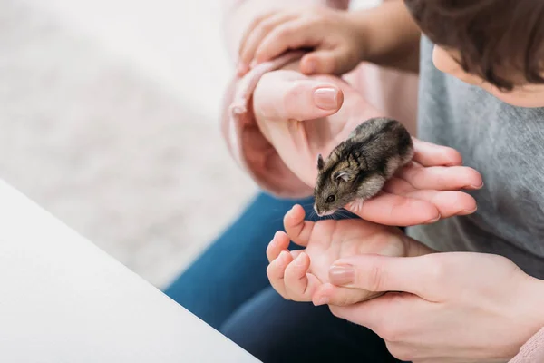 Vista parcial de madre e hijo sosteniendo adorable hámster peludo - foto de stock