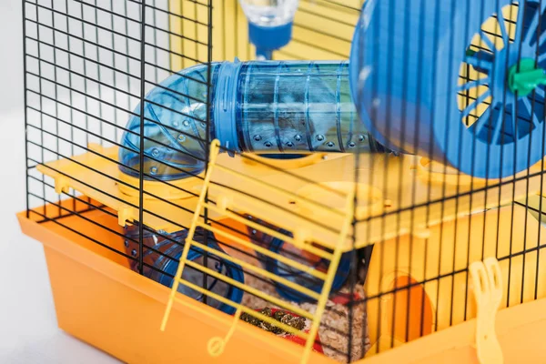 Orange pet cage with hamster inside transparent plastic tunnel — Stock Photo