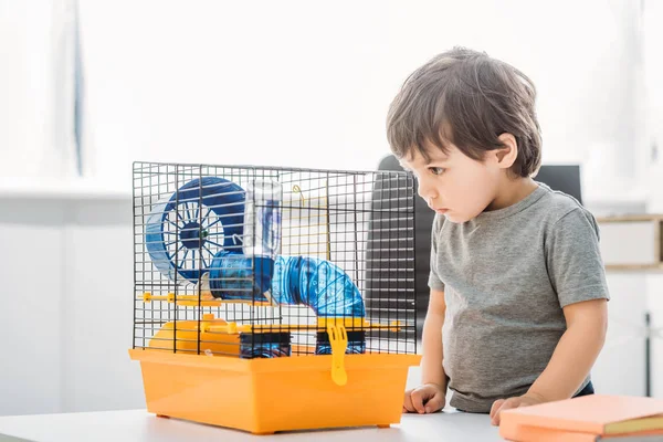 Adorable chico mirando mascota jaula con azul rueda de plástico y túnel - foto de stock