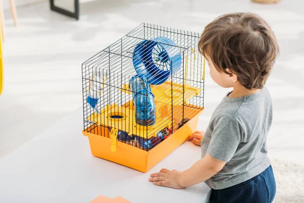 Lindo chico mirando naranja mascota jaula con azul rueda de plástico y túnel - foto de stock