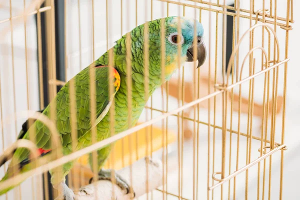 Selective focus of bright green parrot sitting in bird cage — Stock Photo