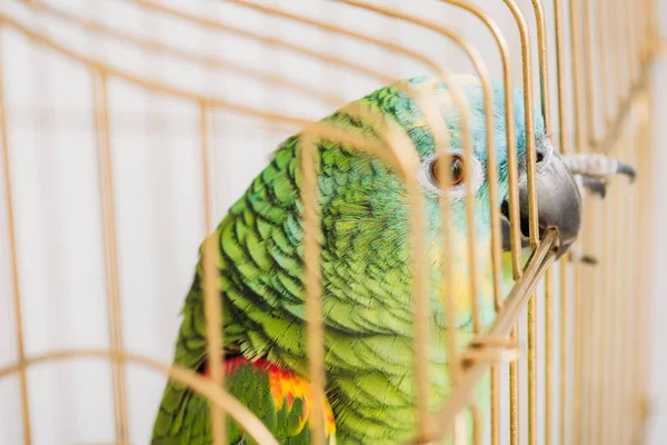 Foco selectivo de loro amazónico brillante sentado en la jaula de aves - foto de stock