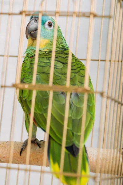 Messa a fuoco selettiva di pappagallo amazzone verde brillante seduto in gabbia per uccelli — Foto stock