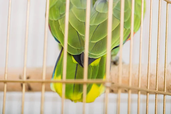 Enfoque selectivo de la cola de loro verde brillante y amarillo en la jaula de aves - foto de stock