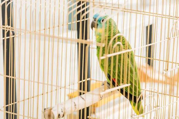 Selektiver Fokus eines hellgrünen Amazonas-Papageis, der im Vogelkäfig sitzt — Stockfoto