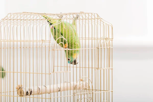 Funny green amazon parrot hanging head down in bird cage — Stock Photo
