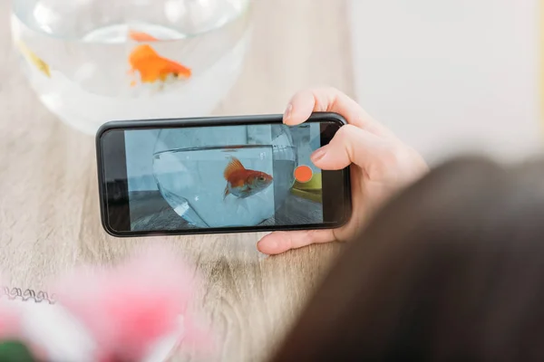 Enfoque selectivo de la mujer tomando fotos de peces de oro en el acuario con teléfono inteligente - foto de stock