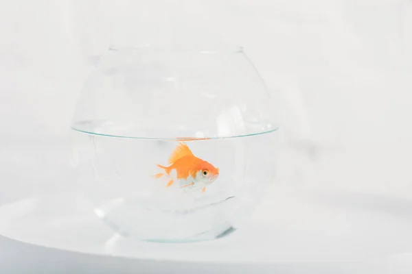 Peixe dourado brilhante no aquário com água transparente clara no fundo branco — Fotografia de Stock