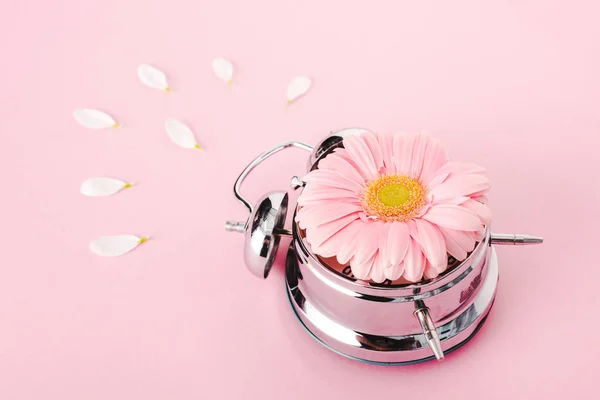 Vintage alarm clock with gerbera flower and petals Isolated On pink — Stock Photo