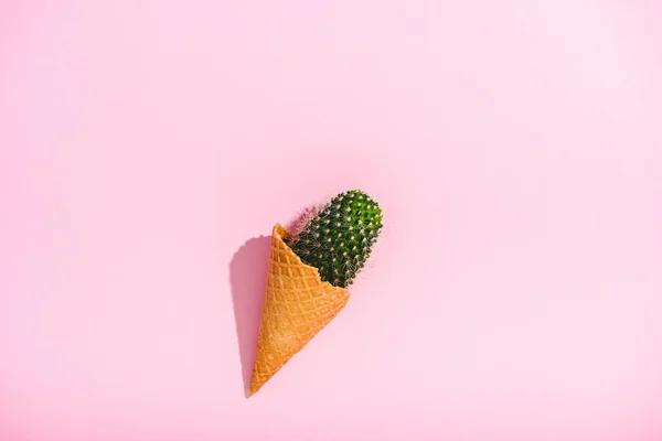 Top view of cactus in ice cream cone on pink with copy space — Stock Photo