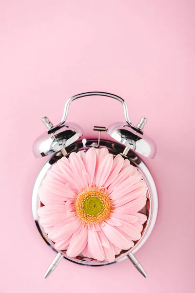 Vue du dessus du réveil vintage avec fleur gerbera Isolé Sur rose — Photo de stock