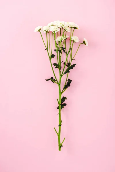 Vue de dessus des fleurs de chrysanthème avec des feuilles Isolé Sur rose — Stock Photo