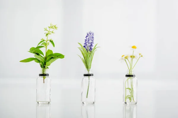 Salvia, hyacinth and chamomile plants in transparent bottles on white background — Stock Photo