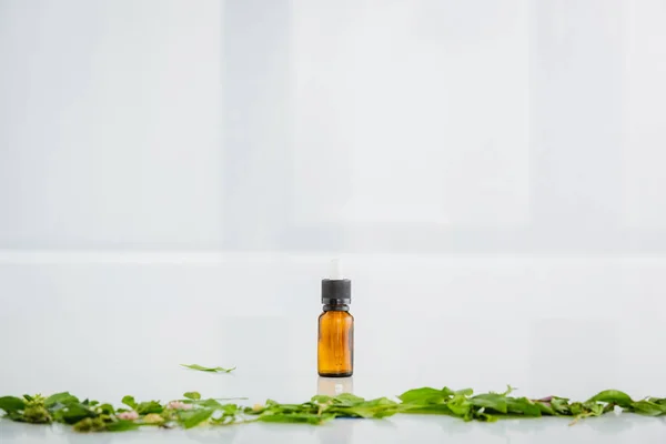 Glass bottle with hemp oil near green leaves on white back ground with copy space — Stock Photo