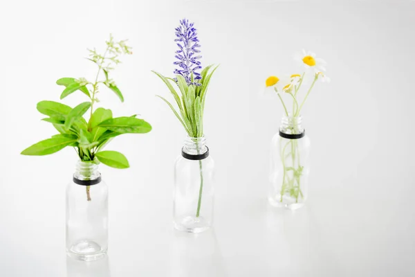 Piante di salvia, giacinto e camomilla in bottiglie trasparenti su fondo bianco — Foto stock