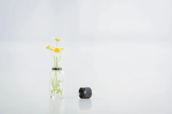 Chamomile flowers in transparent bottle and dropped on white background with copy space — Stock Photo