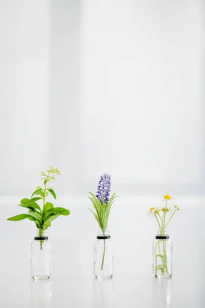 Salvia, hyacinth and chamomile flowers in transparent bottles on white background with copy space — Stock Photo