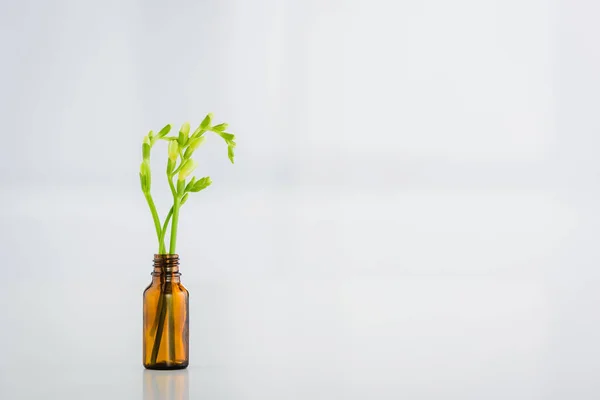 Grüne Freesia-Pflanze in Glasflasche auf weißem Hintergrund mit Kopierraum — Stockfoto