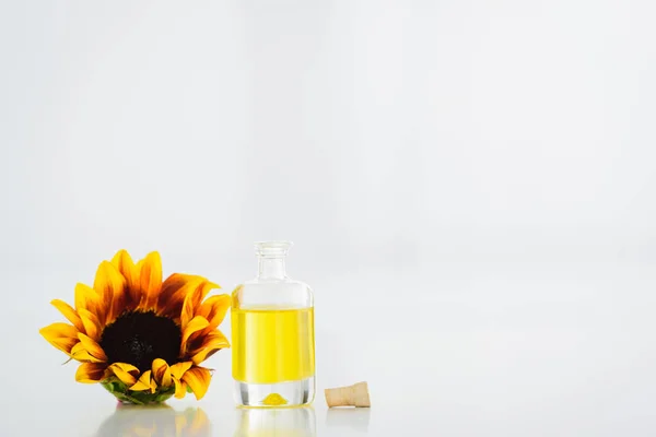Bottiglia di vetro con olio essenziale vicino girasole giallo su sfondo bianco con spazio copia — Foto stock