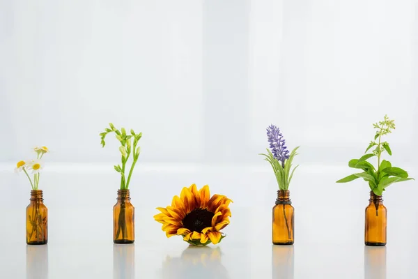 Tournesol, camomille, freesia, salvia et jacinthe fleurs en bouteilles de verre sur fond blanc — Photo de stock