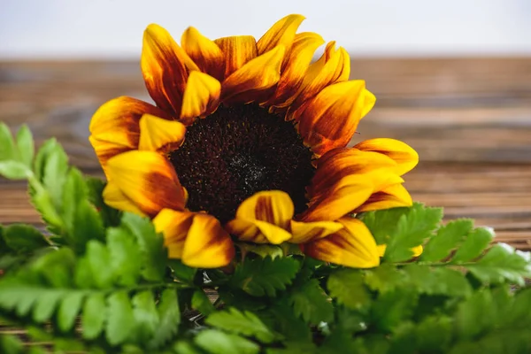 Bright sunflower and green fern leaves on wooden surface — Stock Photo