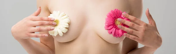 Panoramic shot of naked woman with flowers on nipples isolated on grey — Stock Photo