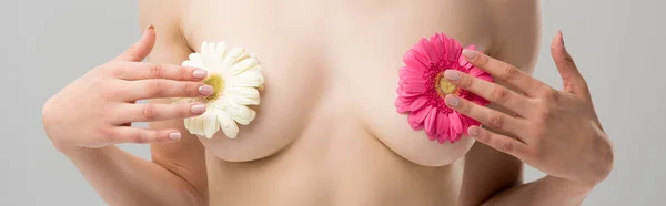 Colpo panoramico di donna nuda con fiori sui capezzoli isolati su grigio — Foto stock