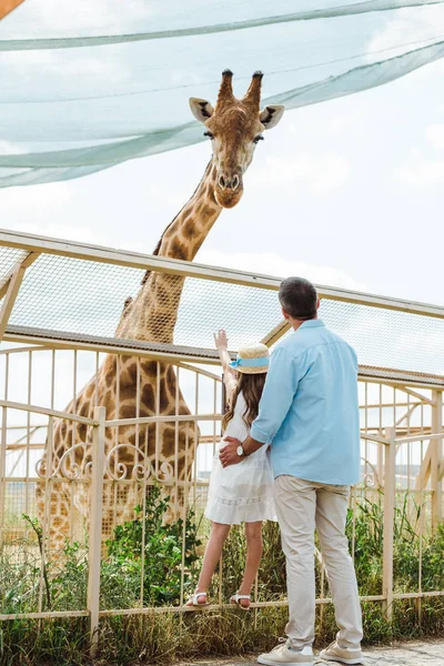 Задний вид отца и дочери в соломенной шляпе, стоящих возле забора и жирафа в зоопарке — стоковое фото