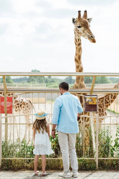 Назад вид отца и дочери, стоящих возле забора и жирафа в зоопарке — стоковое фото