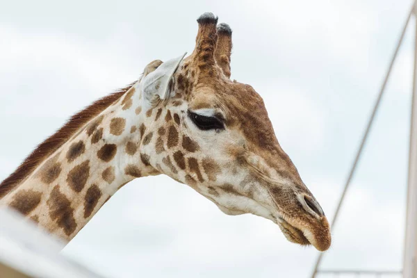 Selektiver Fokus der Giraffe gegen blauen Himmel mit Wolken — Stockfoto