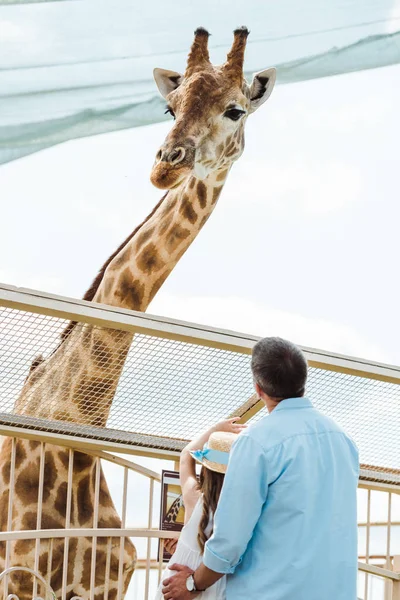 Back view of father and kid in straw hat standing near fence and giraffe in zoo — Stock Photo